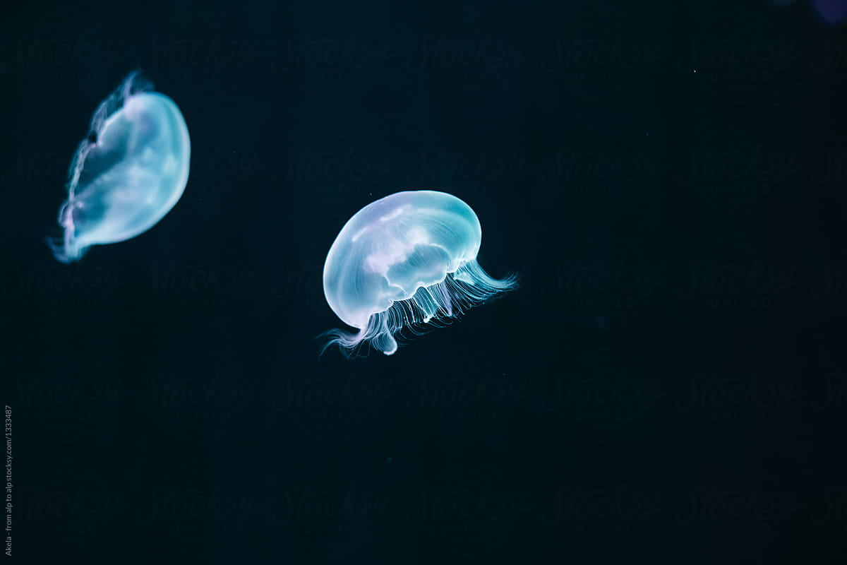 two blue glowing jelly fish