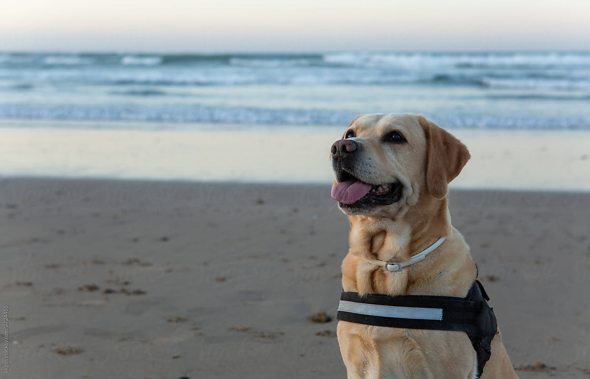 Labrador visits the coast