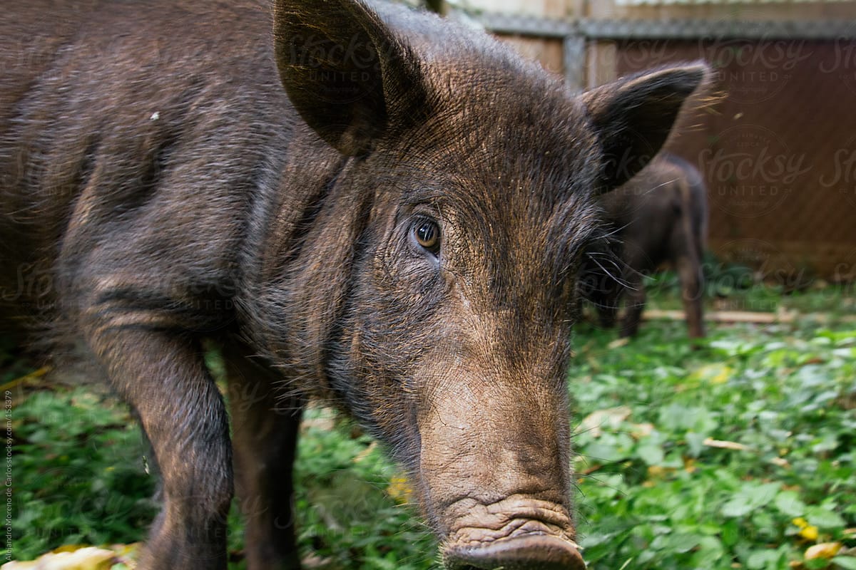 Wild boar or feral pig in urban area