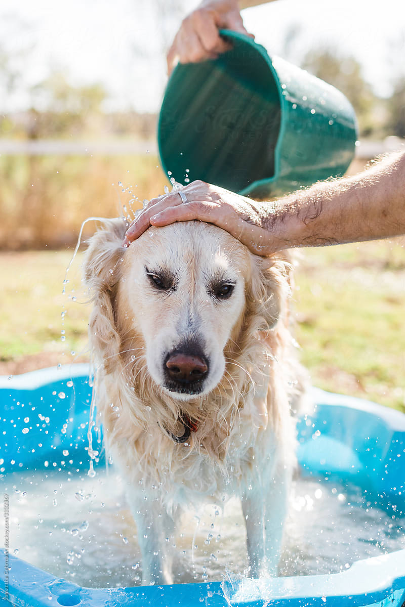 bucket of water being poured over dog