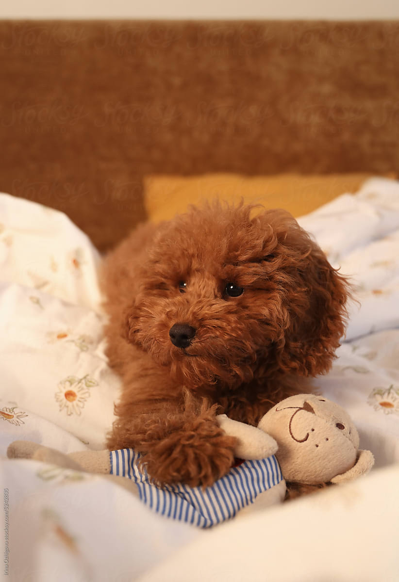 Cute little puppy in a bed