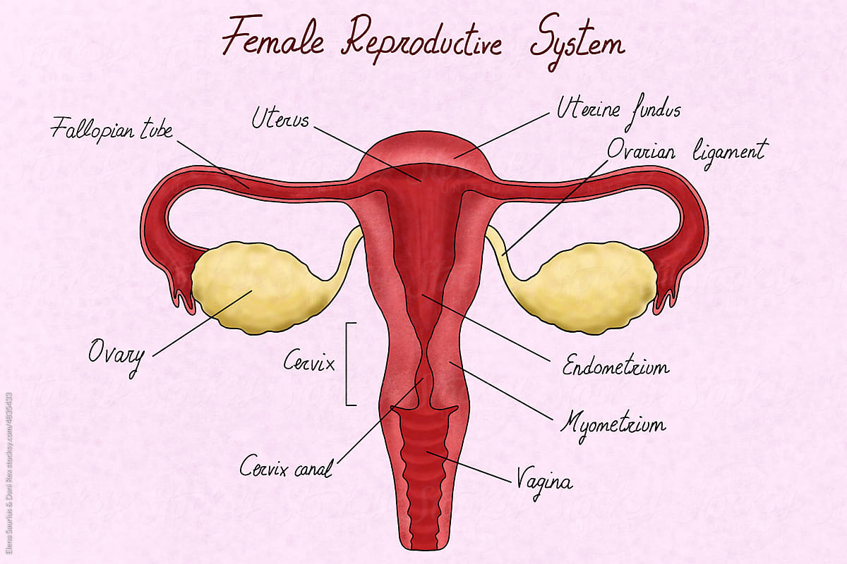 Female reproductive system illustration with labelled parts