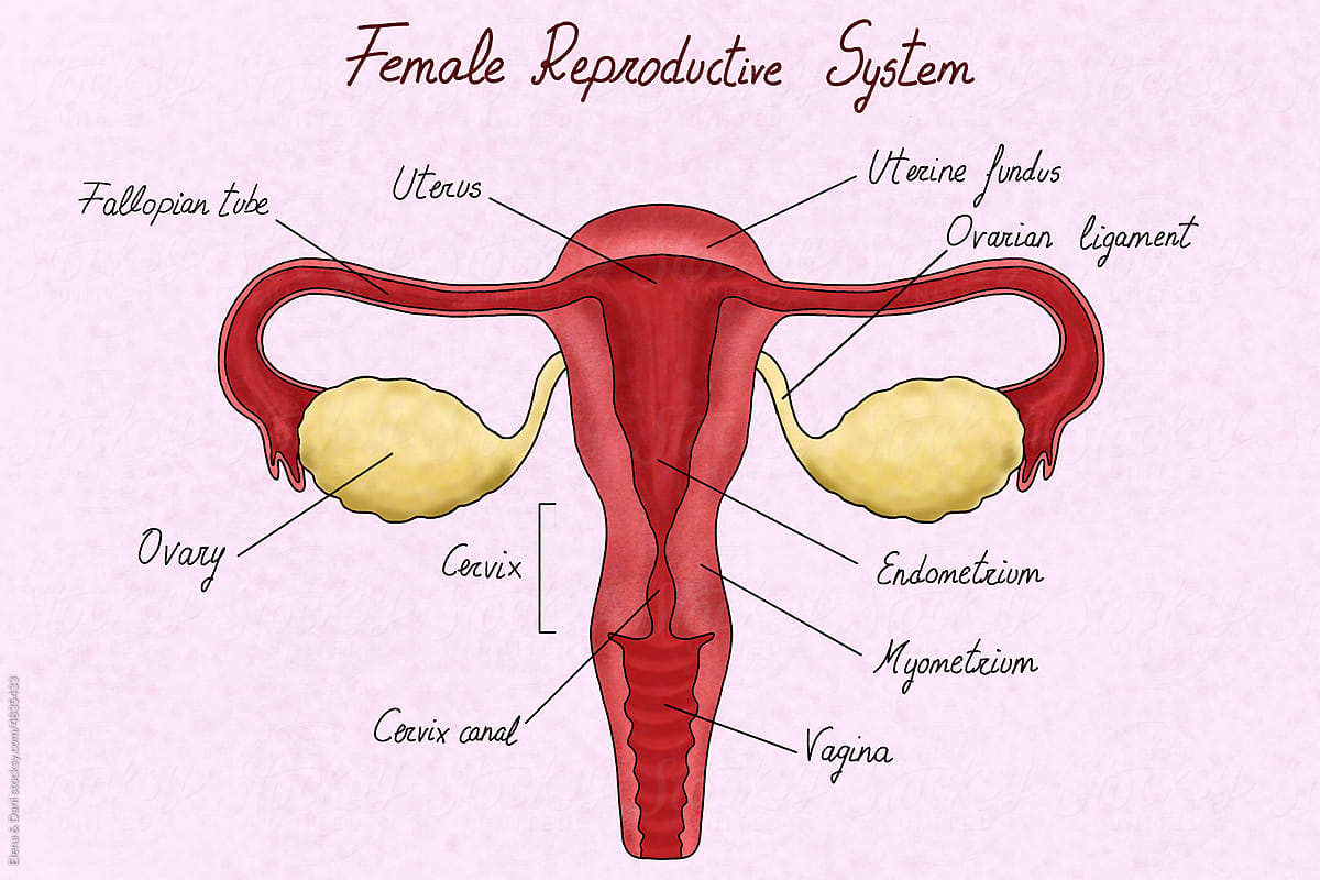 Female Reproductive System Diagram Labelled