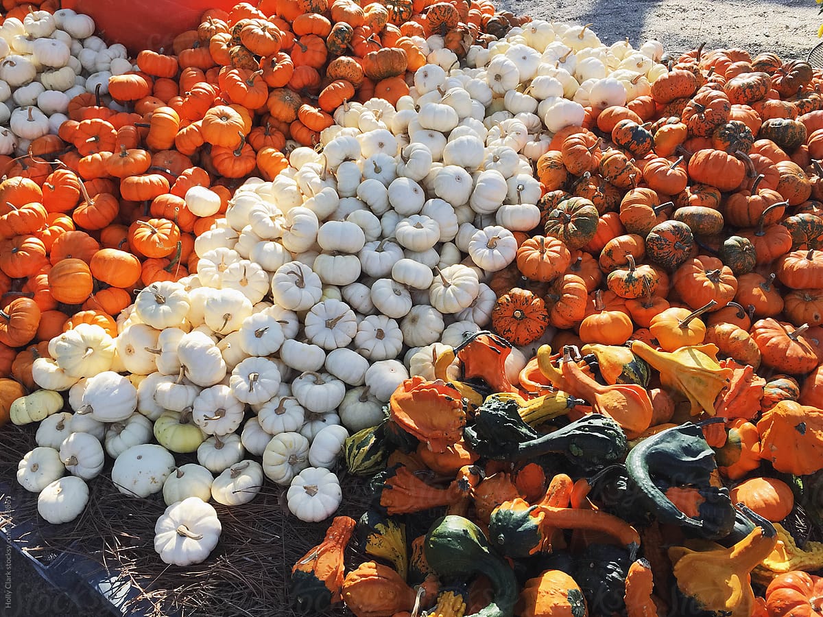 Piles of decorative pumpkins in rows for sale in Autumn