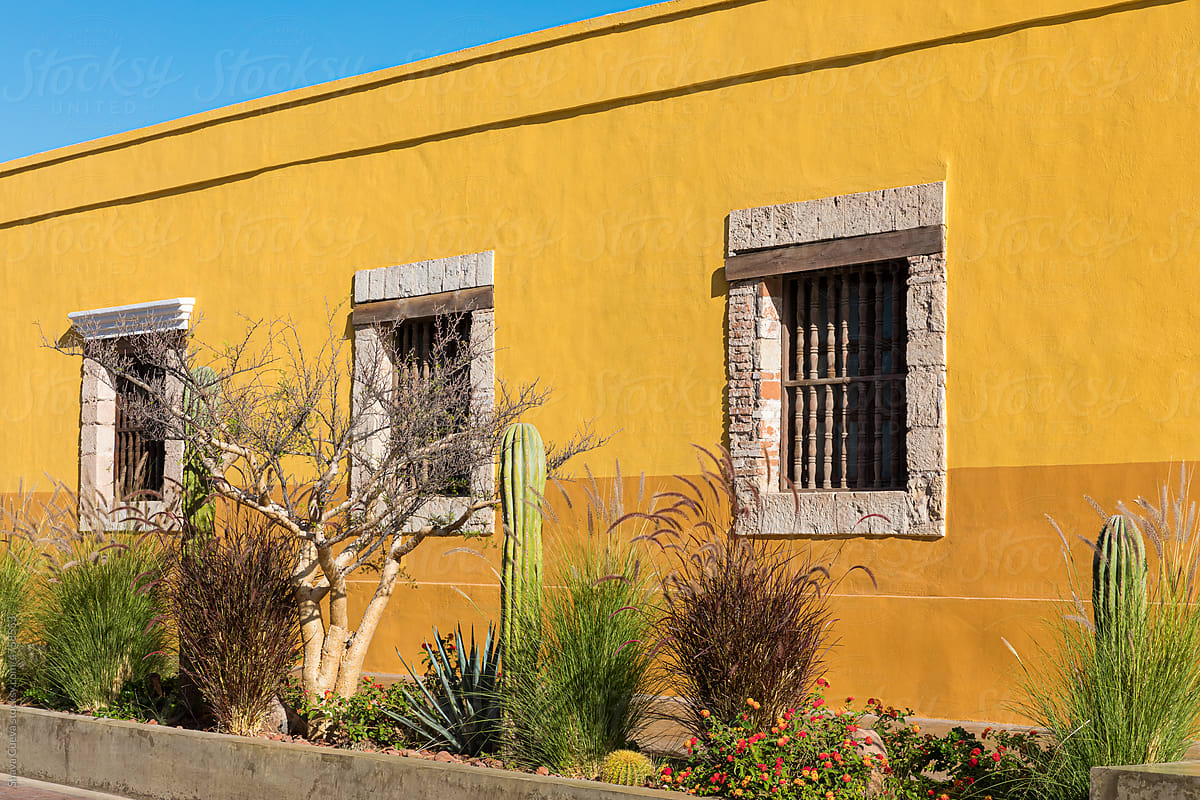 Windows on a yellow wall in front of desert plants