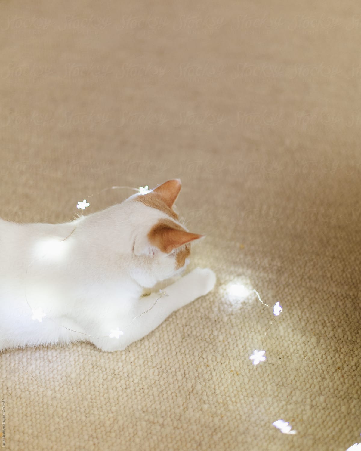 White and ginger cat plays with christmas lights on carpet