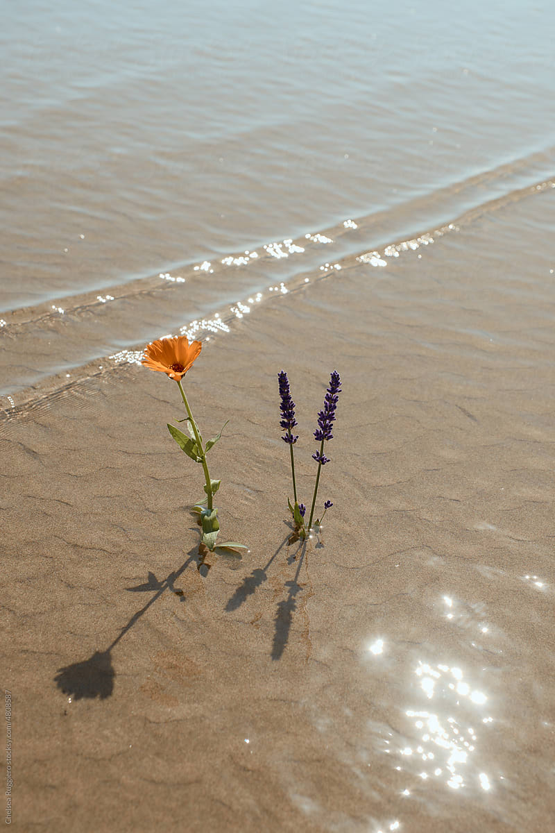 Orange and purple flower in the sand with rippling water and waves