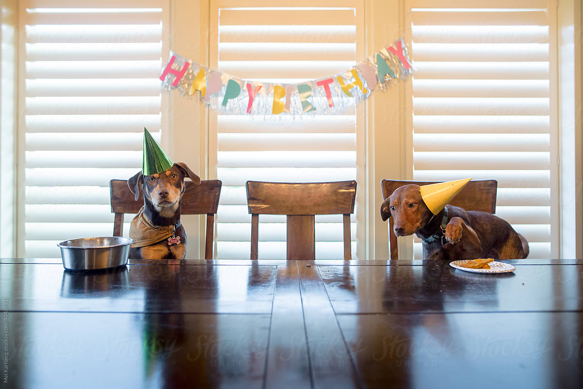 Two puppies sitting at a table celebrating a birthday