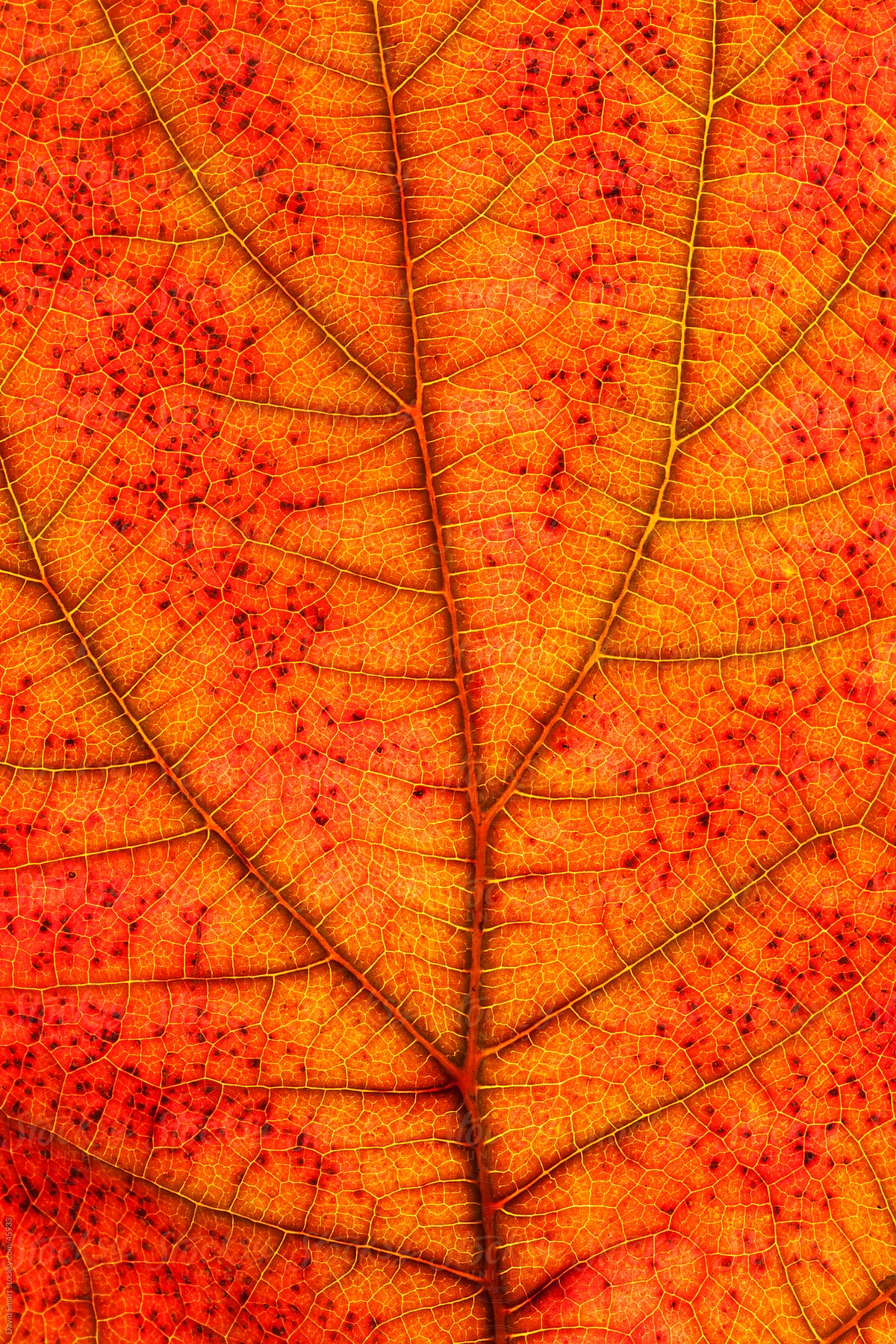 Autumn leaf detail showing veins