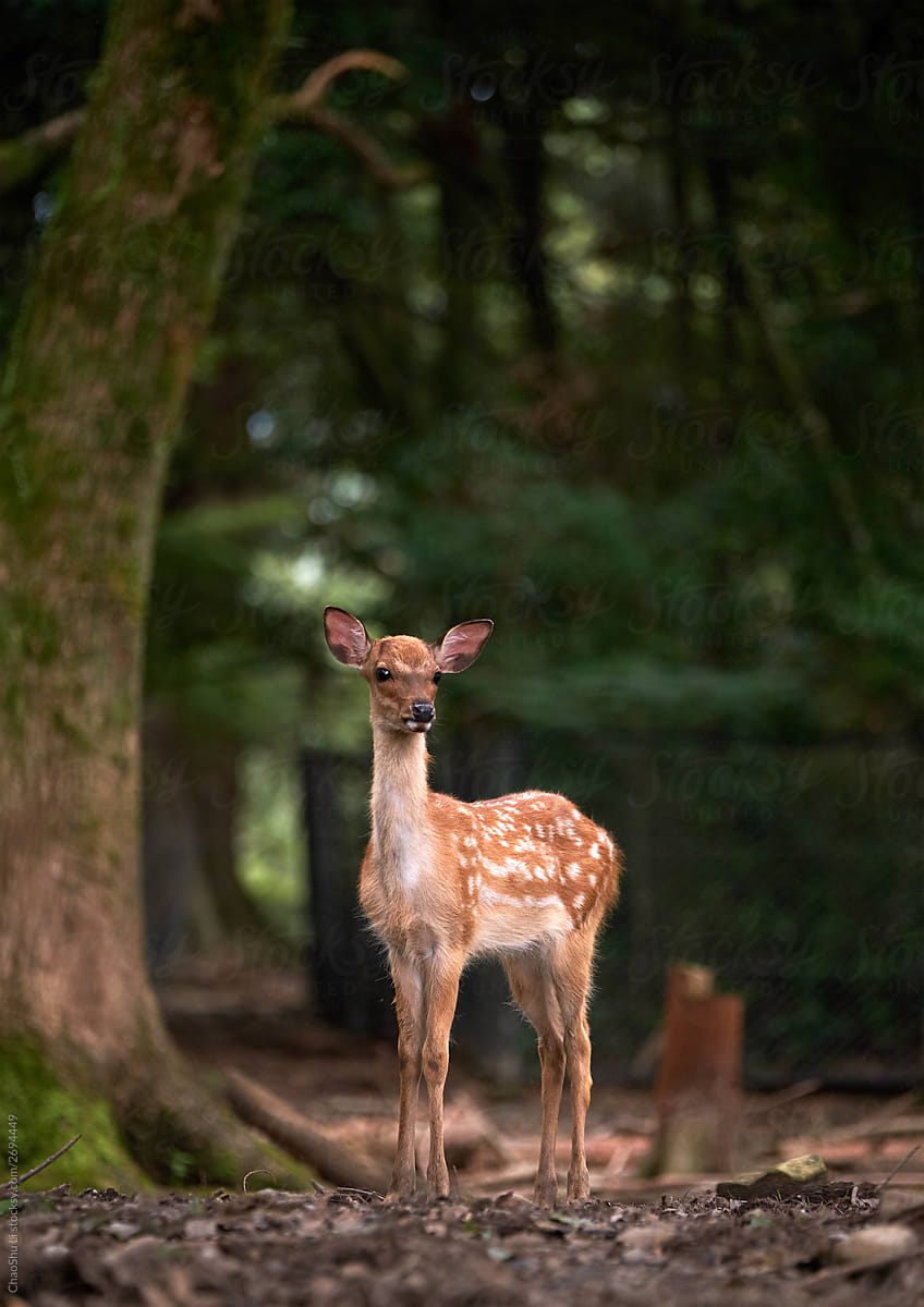 Sika deer in the wild woods, Nara, Japan