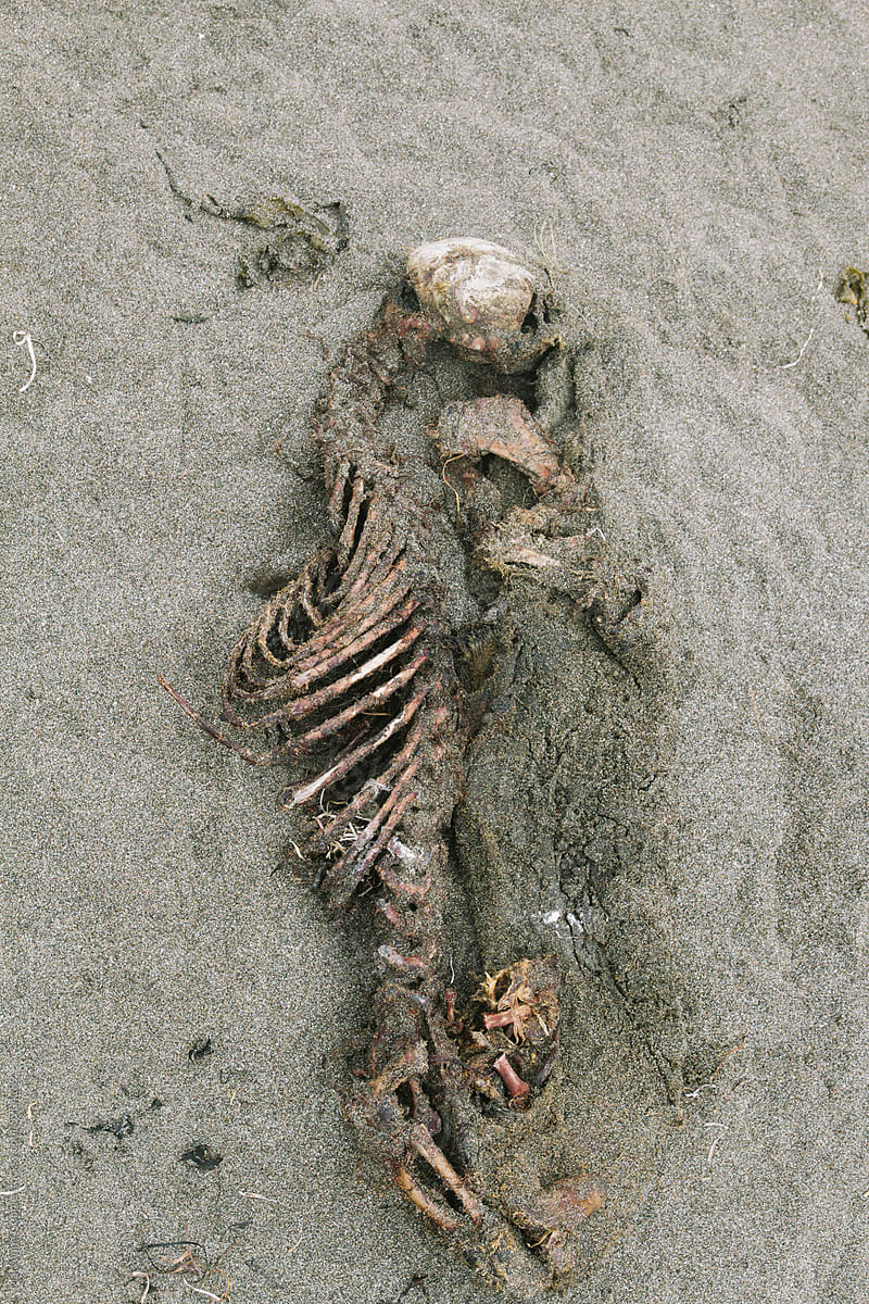 Seal Skeleton on Beach