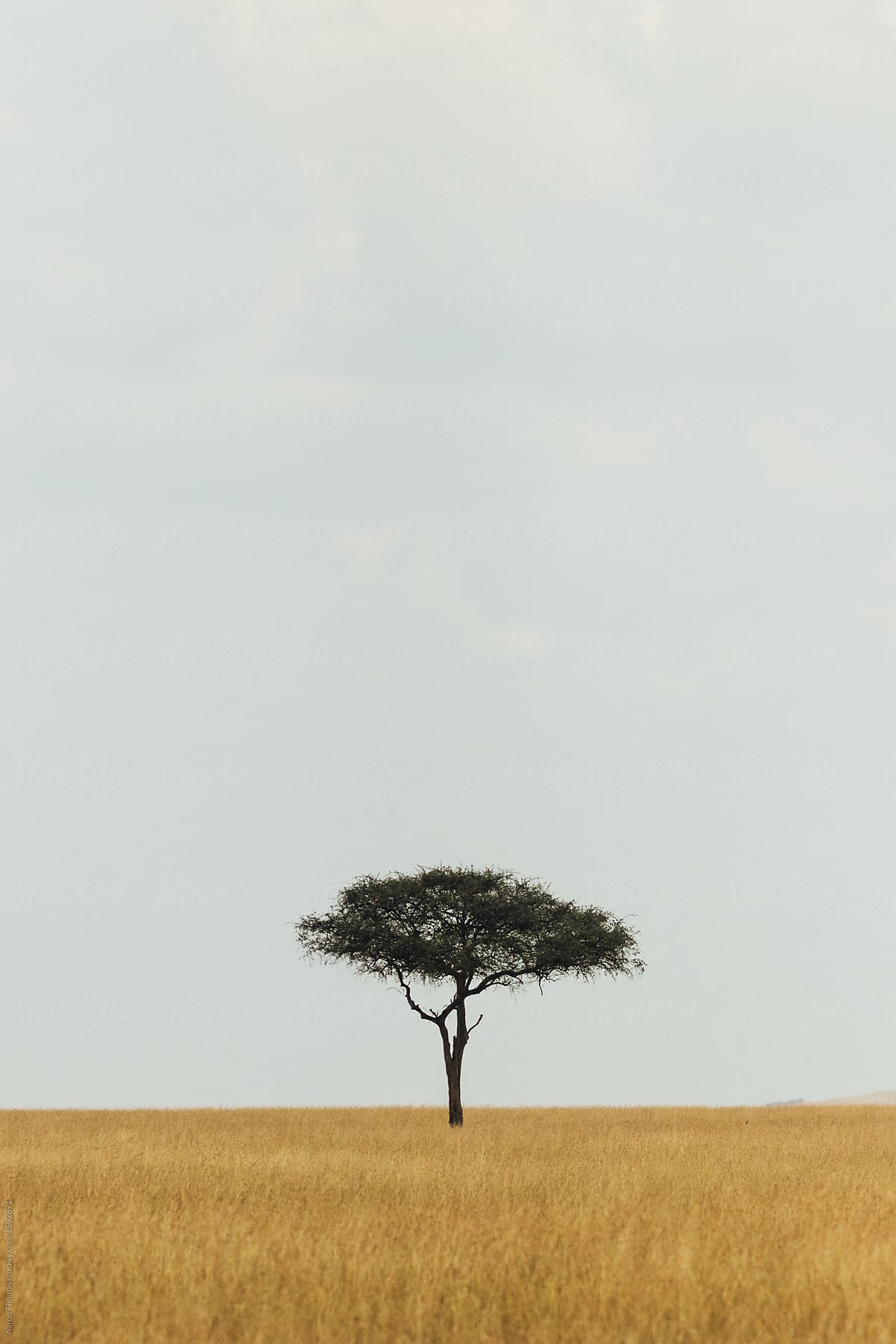 Tree of Kenya