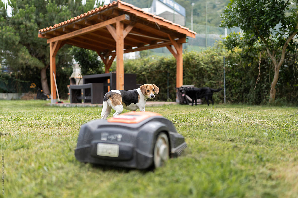 Dog looking at a robotic lawnmower.