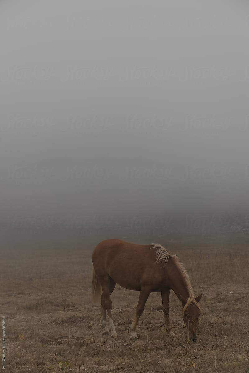 beautiful horse grazes in a field in the fog