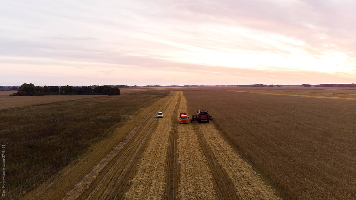 Agricultural machines collecting ripe wheat in field during sunrise