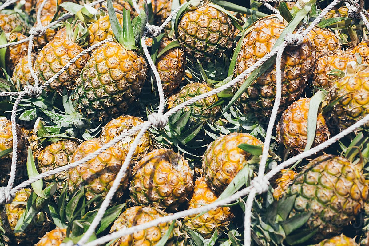 Yummy - pineapples covered with net for easier transportation