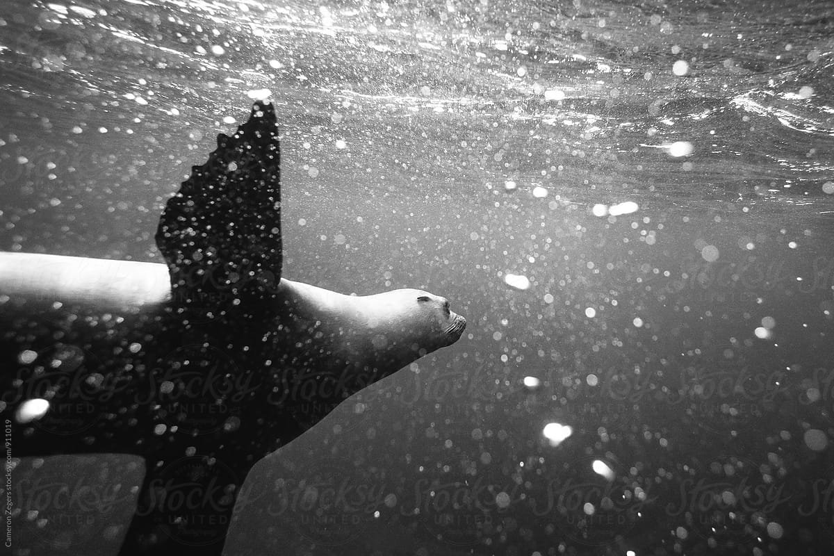 sea lion underwater
