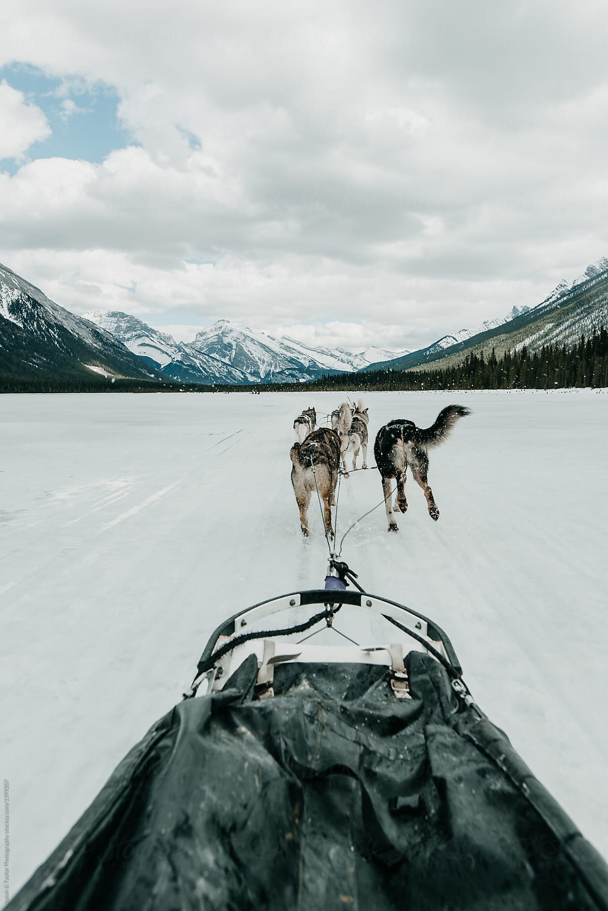 An action shot of dog sledding over a frozen lake in the mountains with the sleigh in the foreground