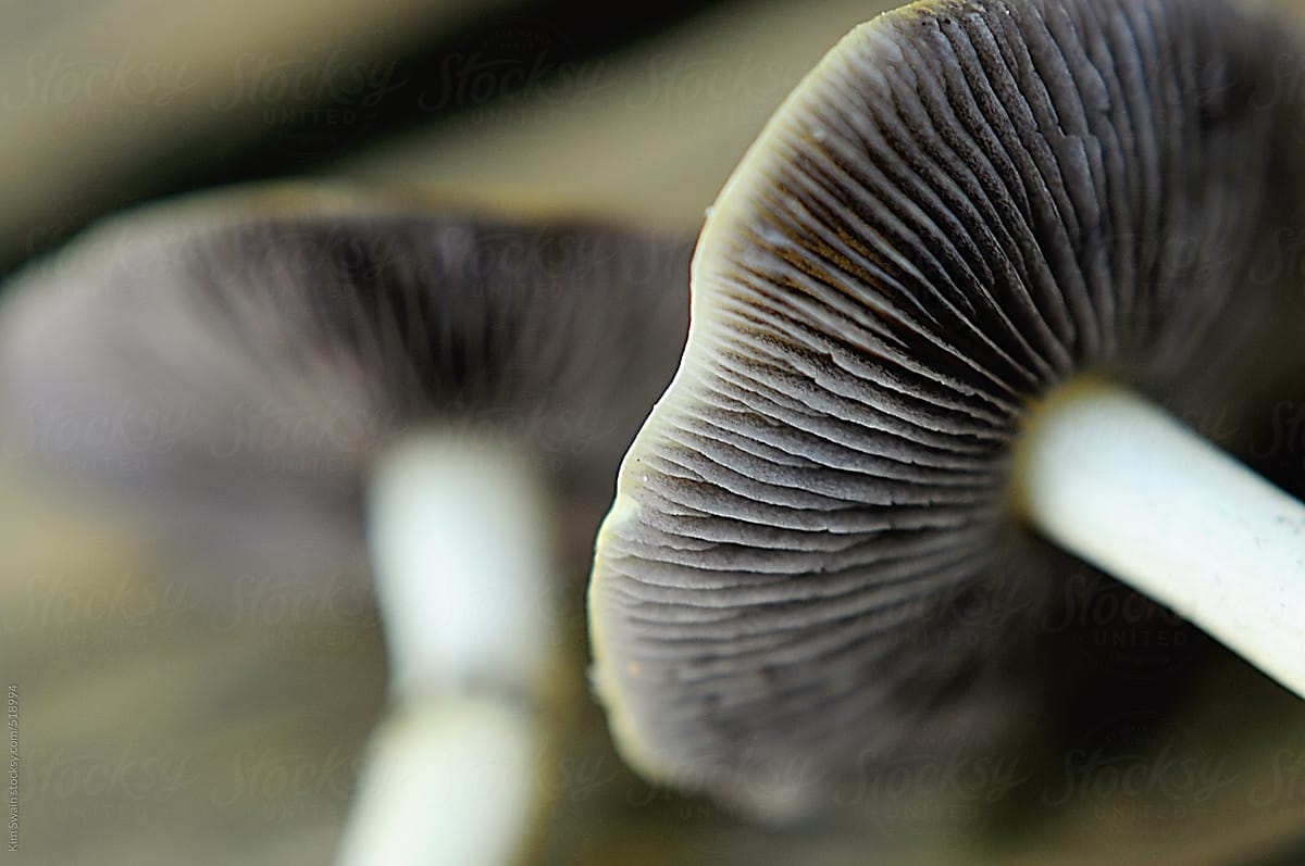Woodland mushrooms close up