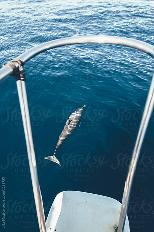 Dolphin Underneath Surface Of Ocean Swimming Near Bow Of Boat