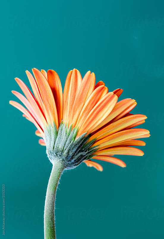 Orange flower against turquoise