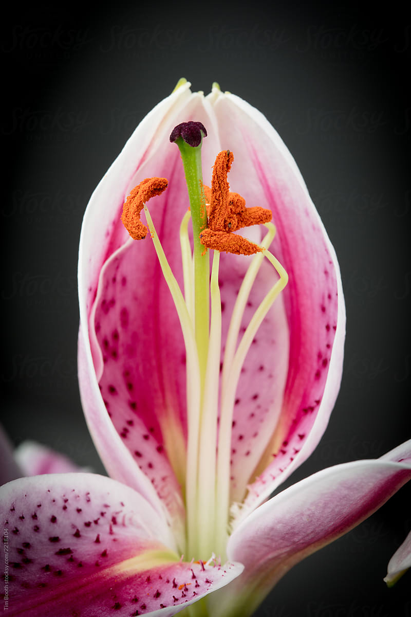 Side view of a partially open lily
