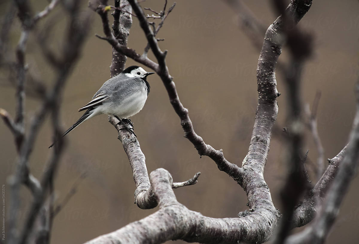 Passerine bird white wagtail perching on a branch