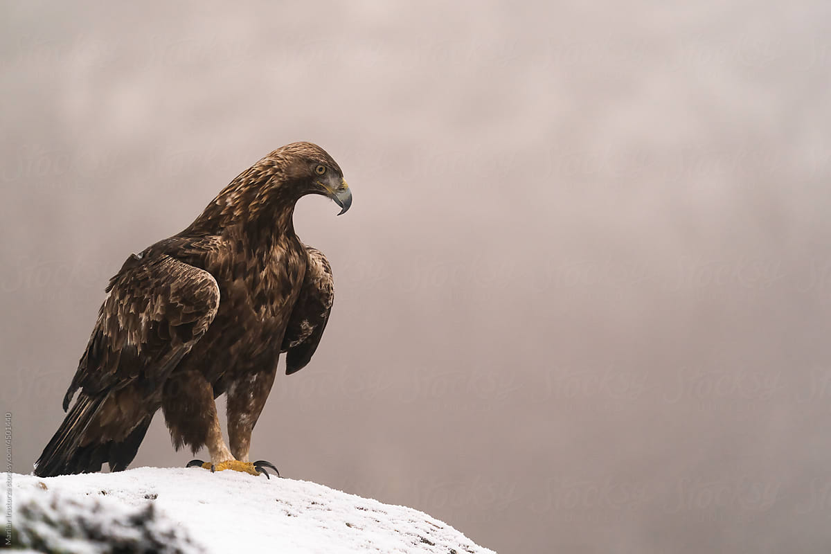Golden Eagle Perched On A Rock