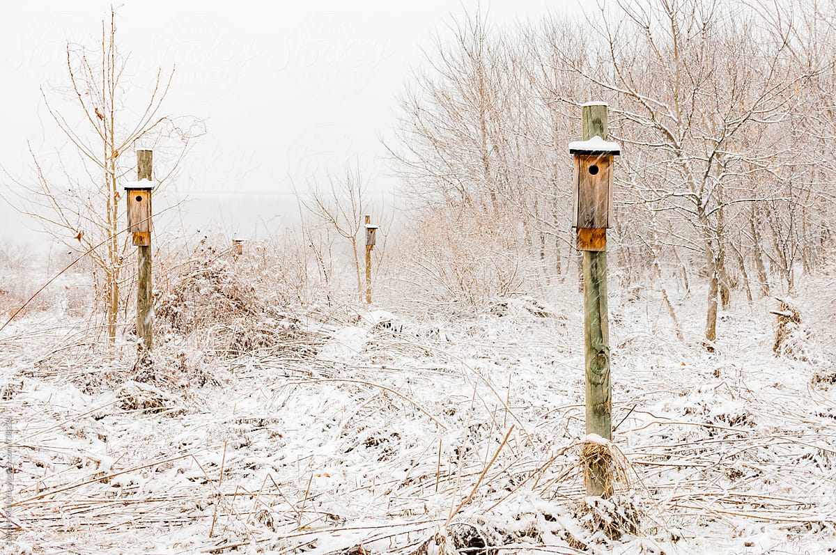 several bird houses in the snow