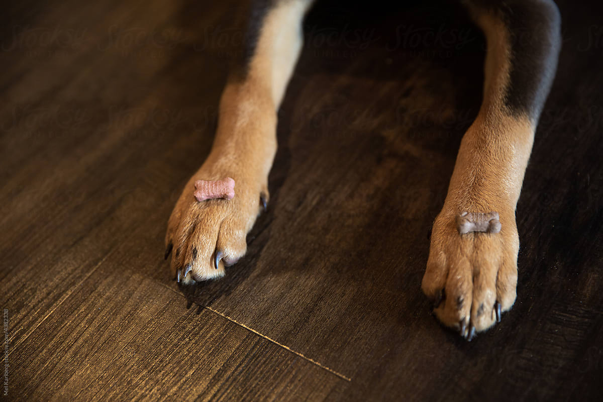 Brown and tan hound dog paws with treats on top of them