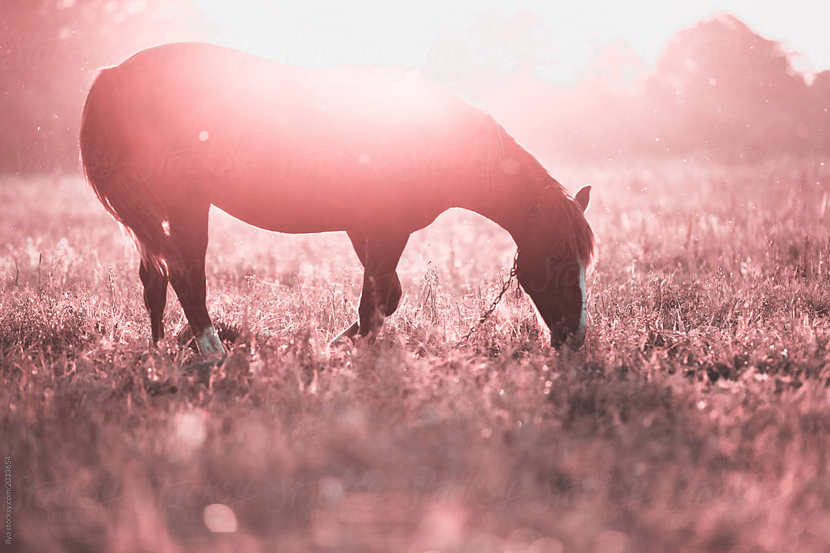 Infrared: Horse on farm meadow field nature sunset