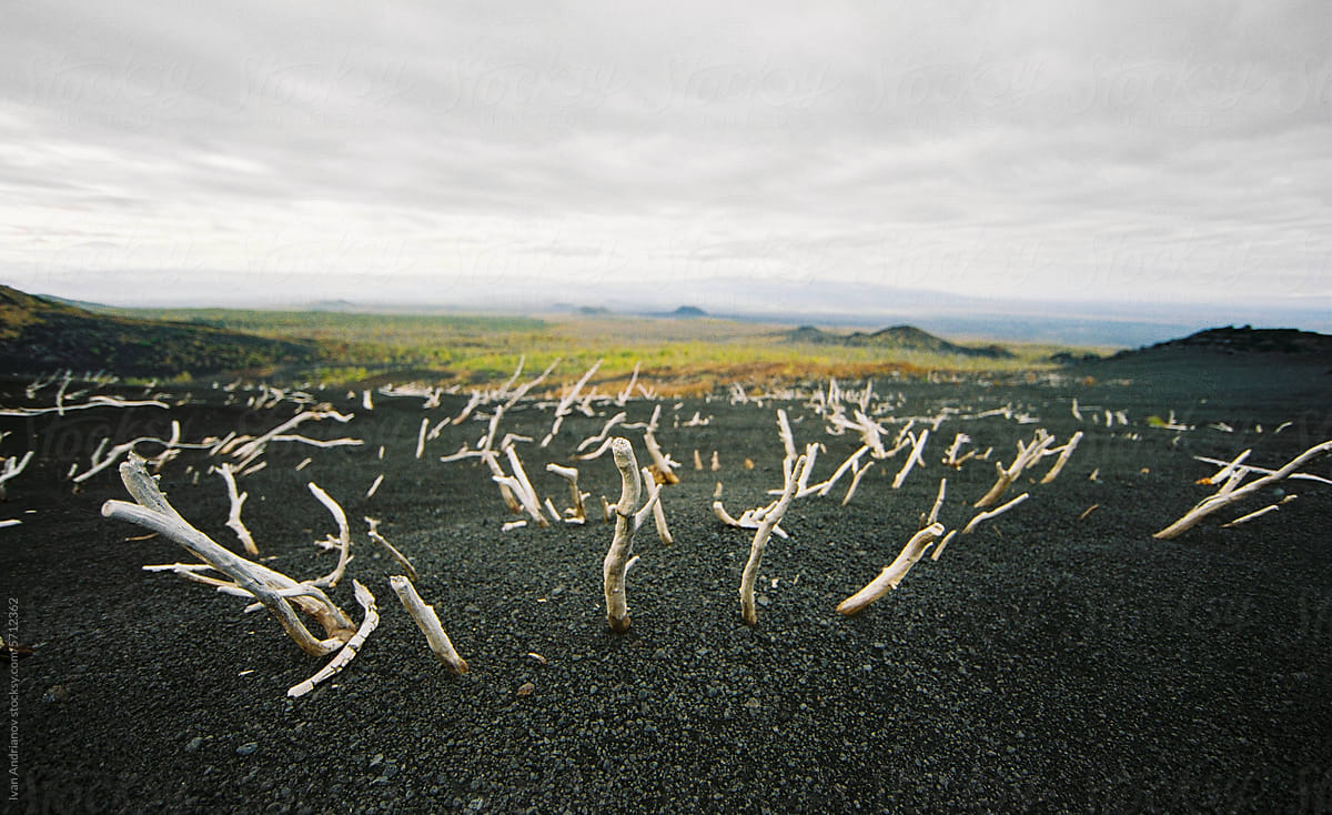 Unusual Landscape Of Dead Volcanic Wooden Earth