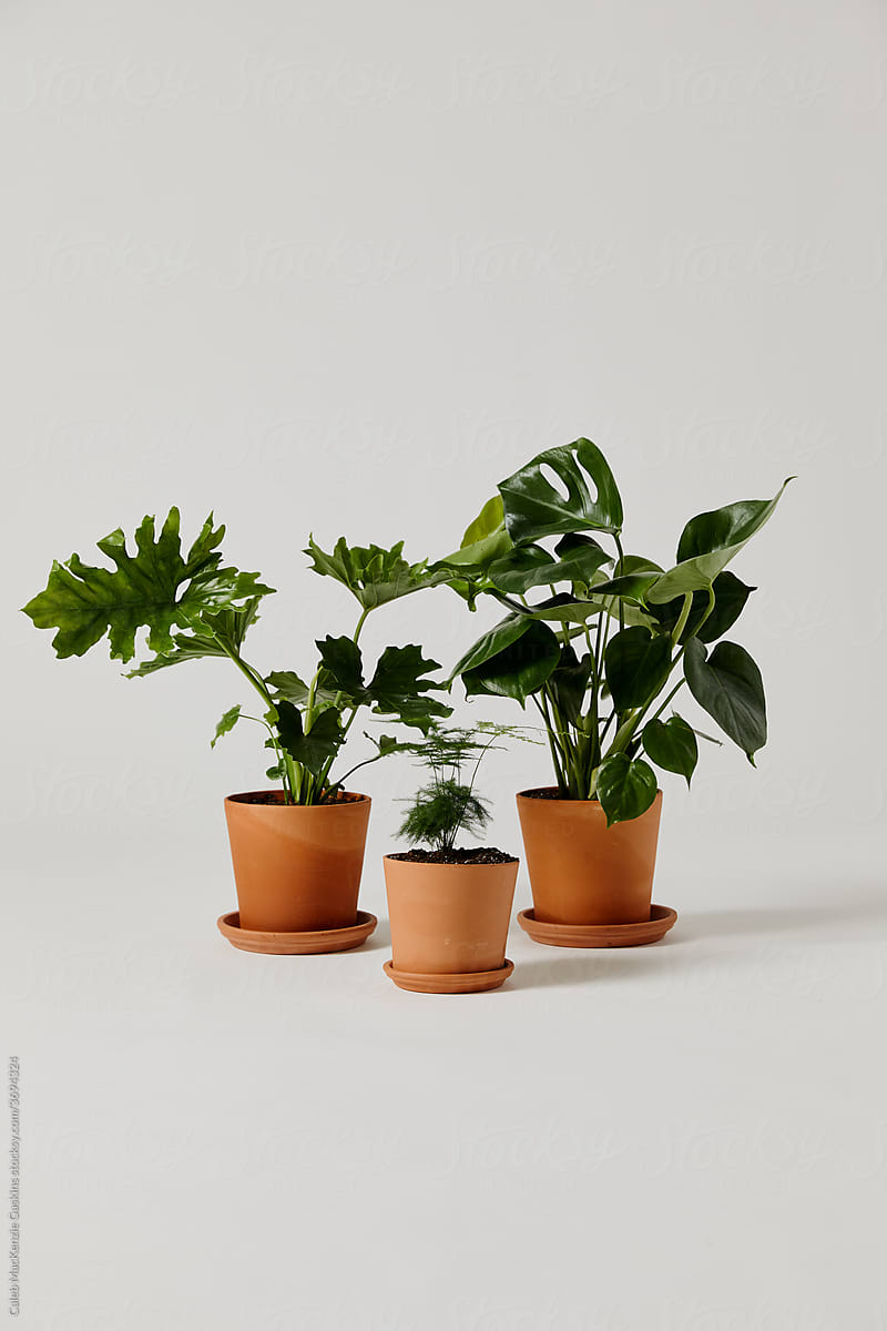 Three Plants in studio