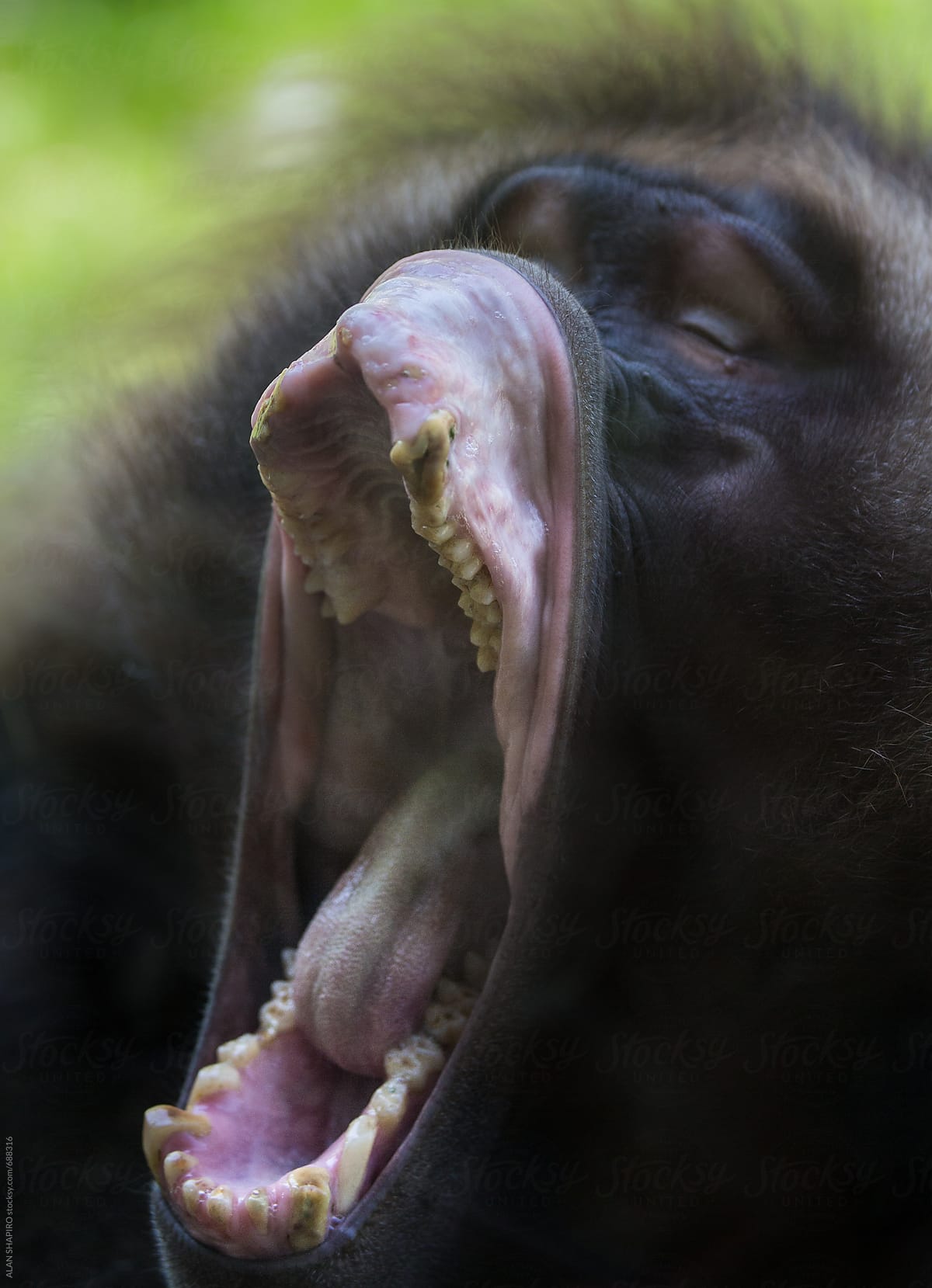 baboon yawning