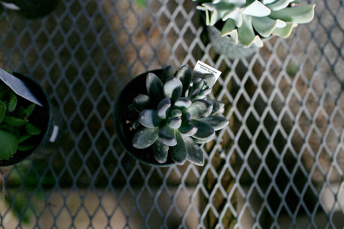 A succulent on a wire rack