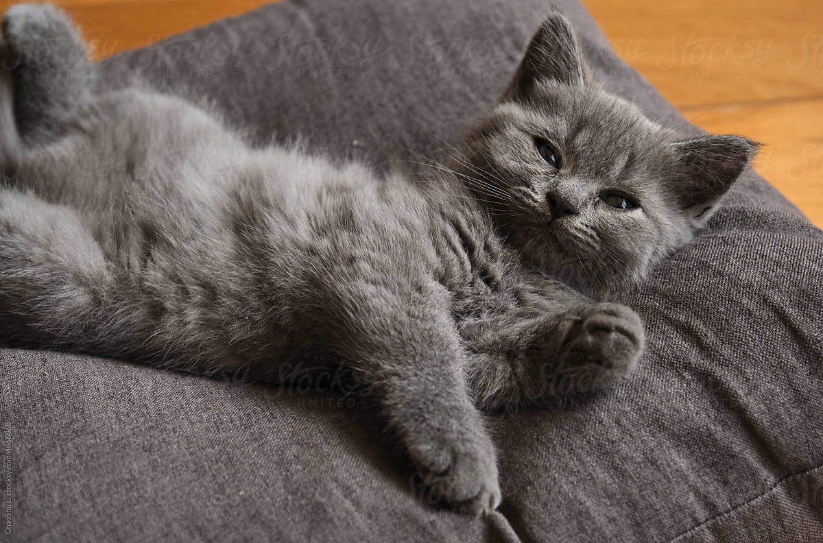 Closeup cute little blue cat kitten on a pillow