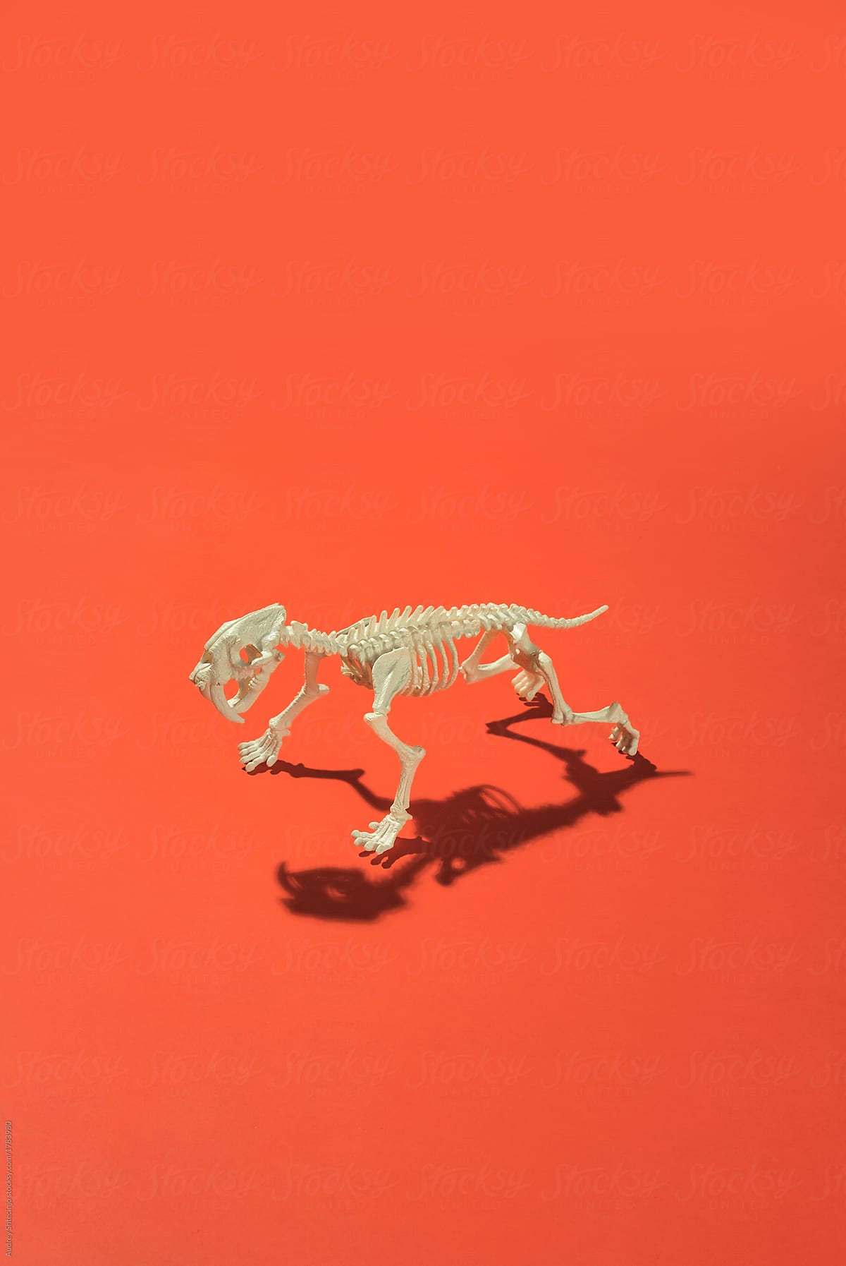 Animal skeleton.