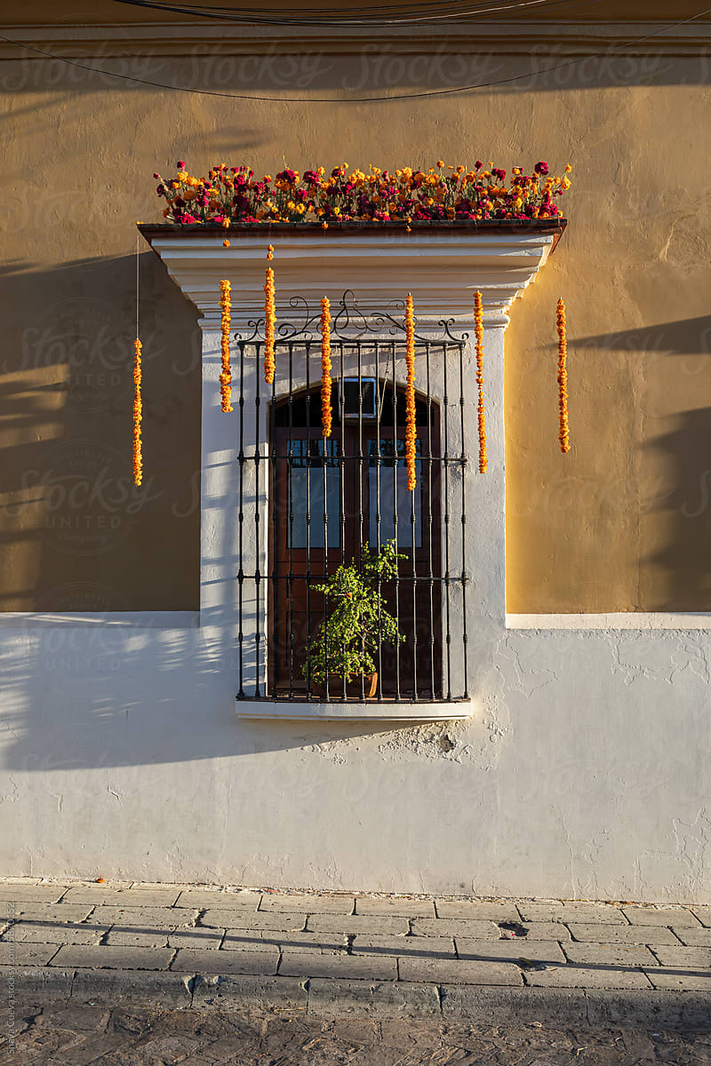 Flowers hanging over a window frame with bars