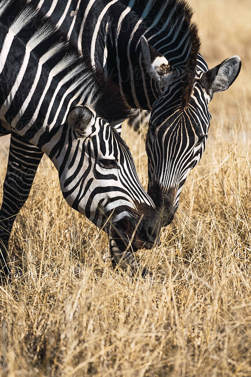 close up of two zebras eating in the tanzanian savannah