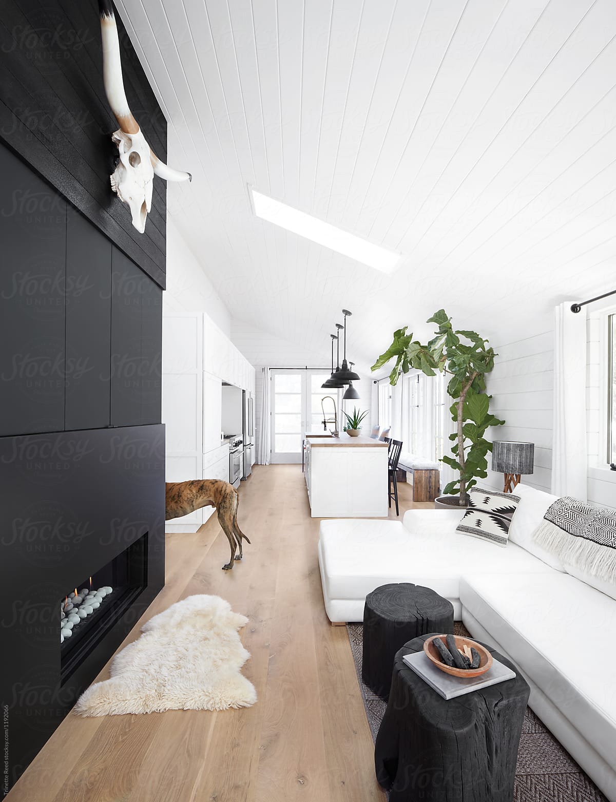Greyhound dog in rustic modern design farmhouse tiny house