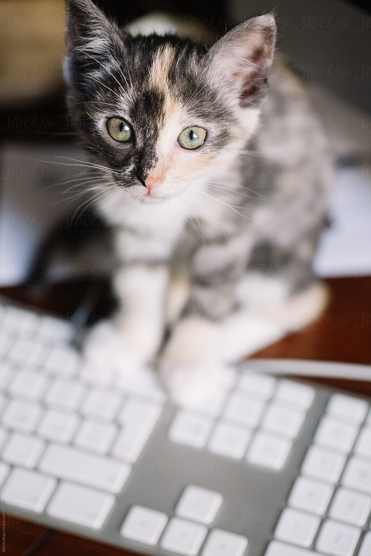 A cute young kitten sitting on a keyboard