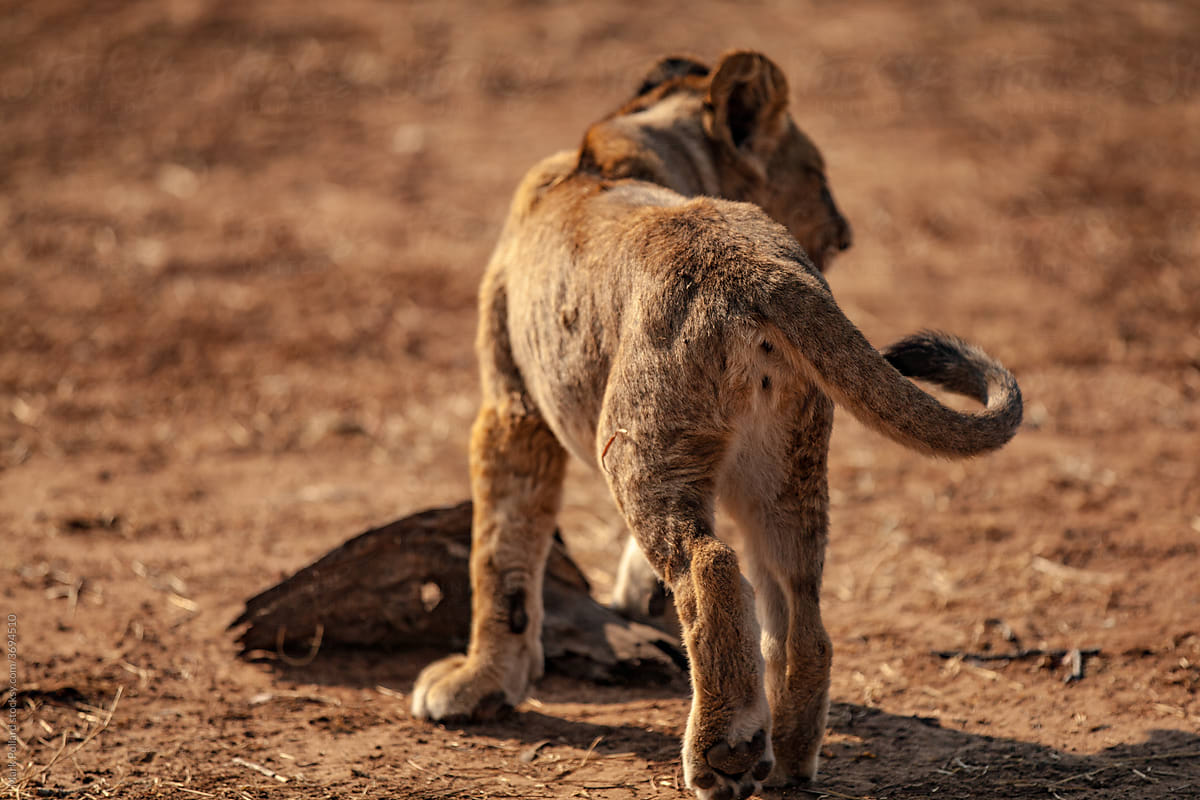 A Young Lion Walking Away