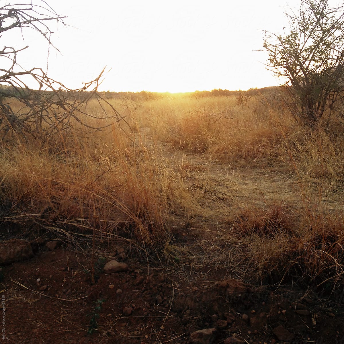 African Sunset Over Dry Grasses At The End Of Winter By Stocksy