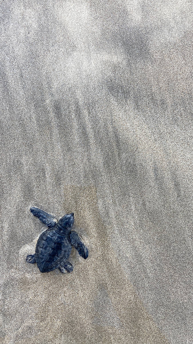 UGC A newborn sea turtle crawls down the beach into the ocean