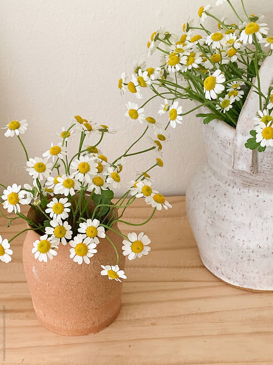 Daisy Flowers in Vase