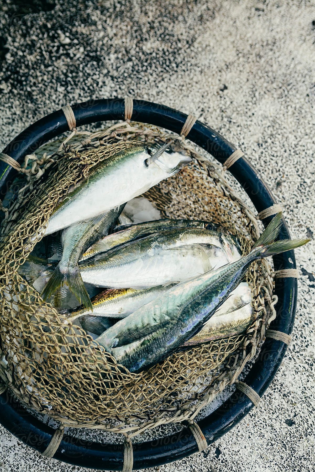 Freshly caught mackerel in a fishing net