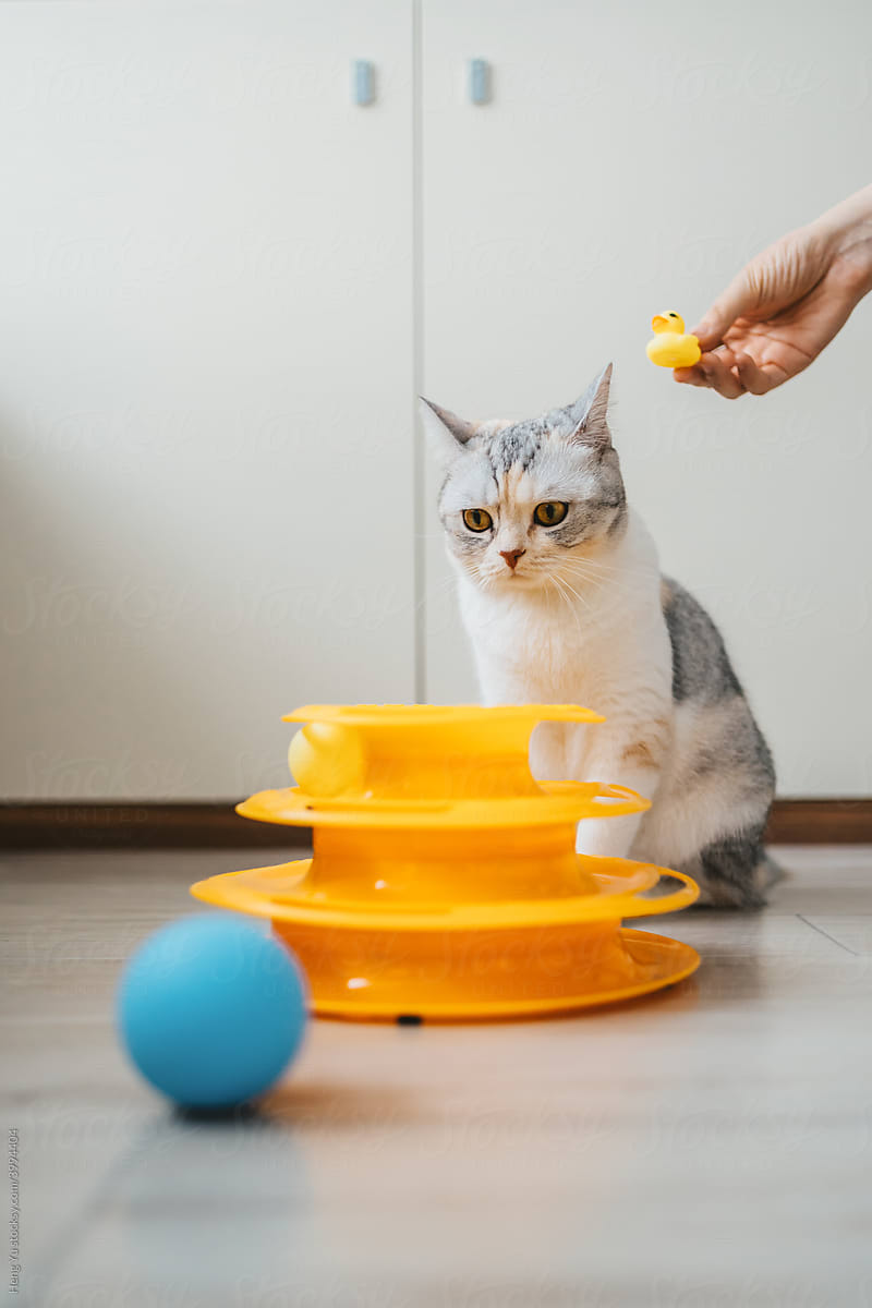 Cat and its toys