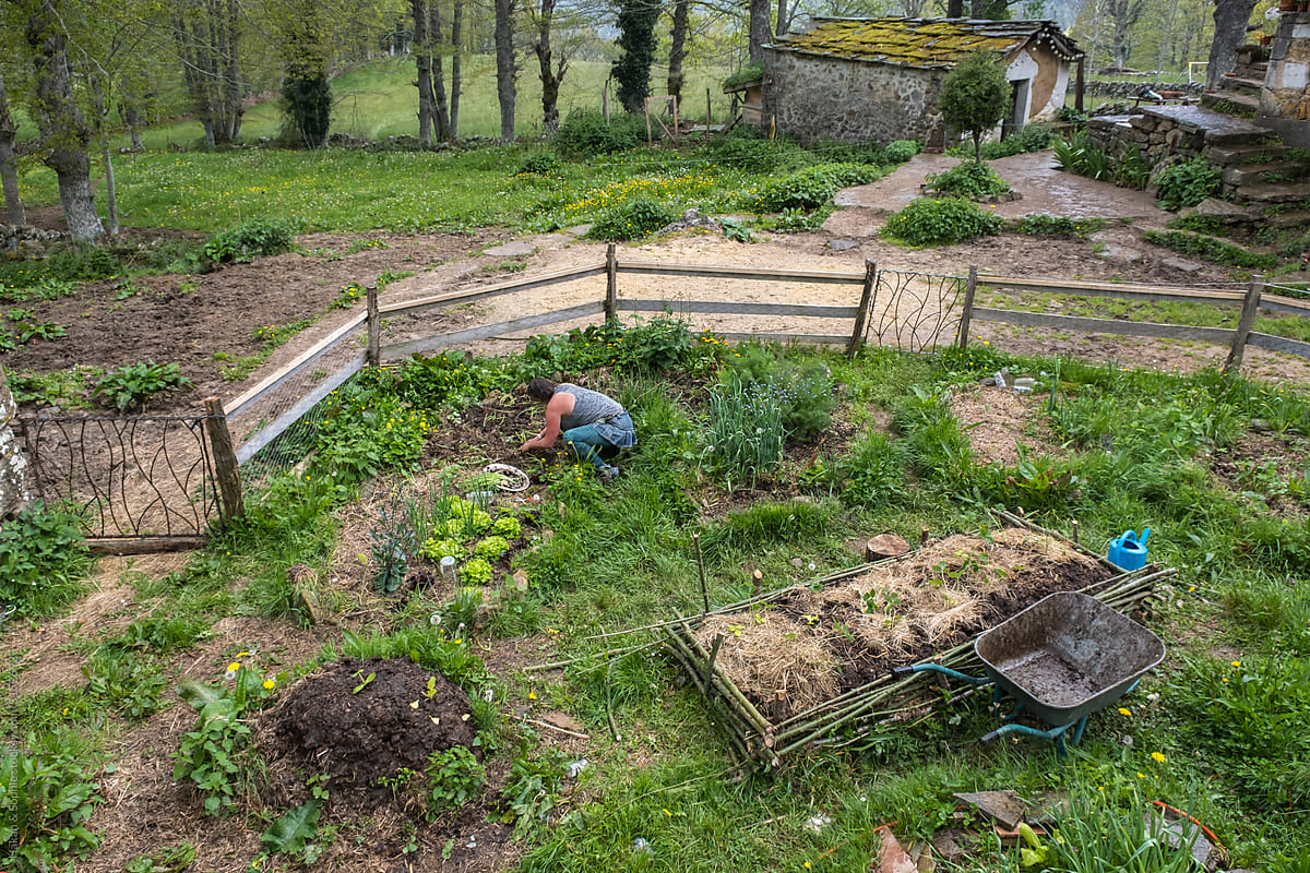 woman is planting seedlings in vegetable garden