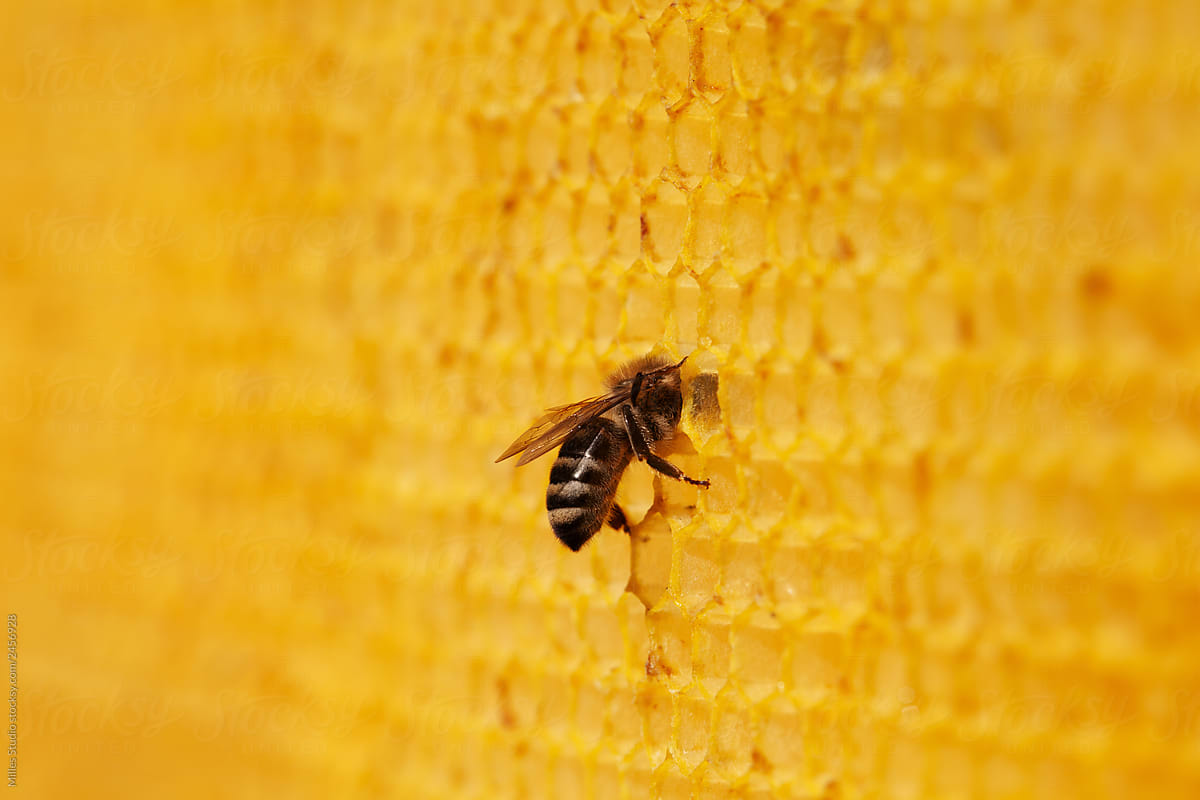 Bee in wax honeycomb