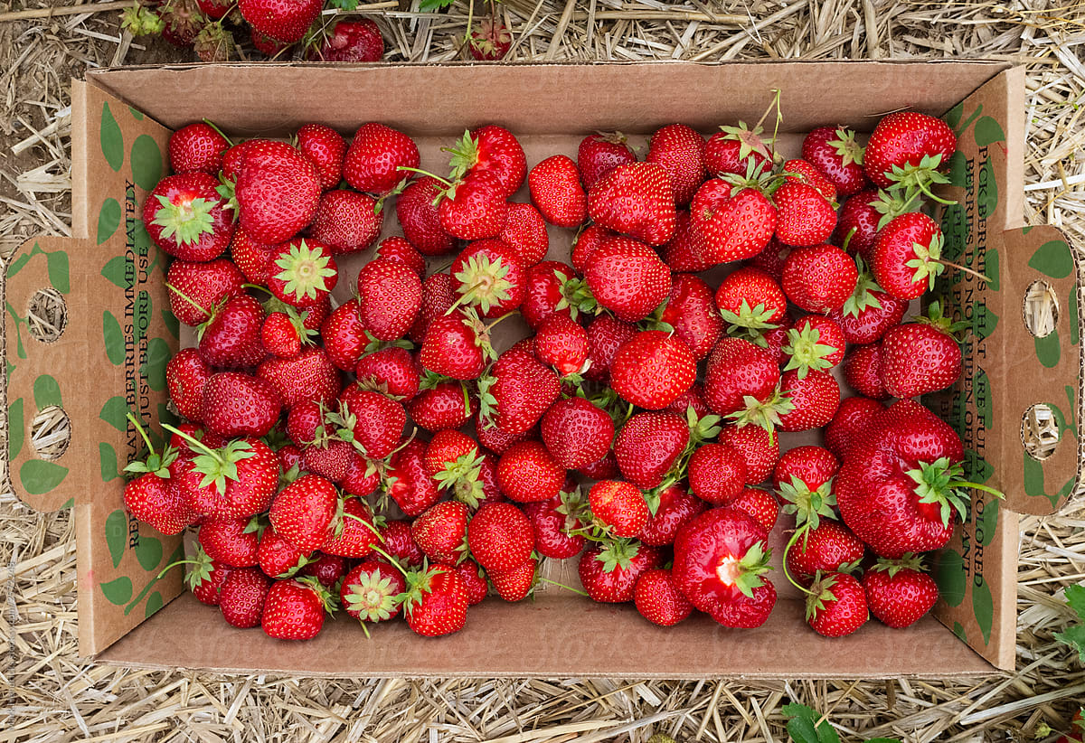 Fresh picked strawberries in tray